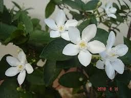 256x192 Sampaguita Drawing