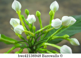 270x195 37 Sampaguita Posters And Art Prints Barewalls