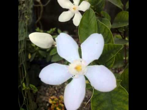 480x360 Ang Sampaguita