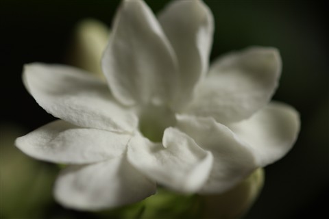 480x320 Sampaguita (Jasmine). The National Flower Of The Philippines