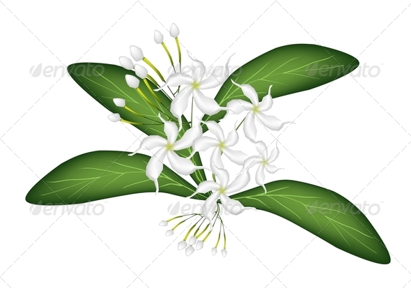 590x413 Sampaguita Flower Clipart 4 Clipart Station