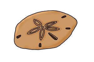 300x200 How To Draw A Sand Dollar