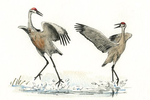 480x320 100 Paintings Challenge Sandhill Cranes