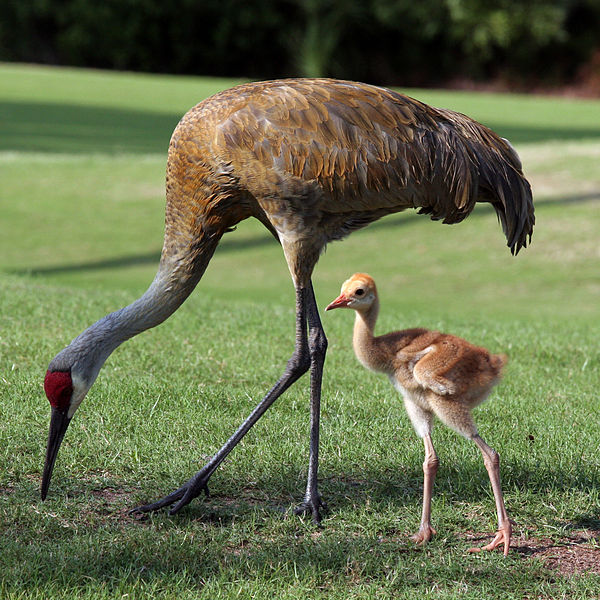 600x600 Critter Of The Month The Sandhill Crane