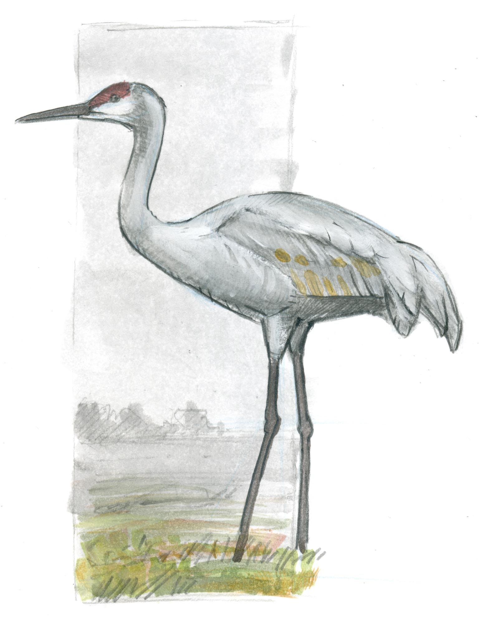 1540x1989 How To Draw A Sandhill Crane Basic Lines
