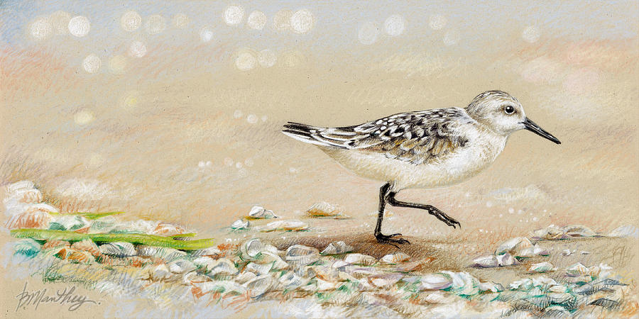 900x450 Sandpiper Study One Drawing By Bob Manthey
