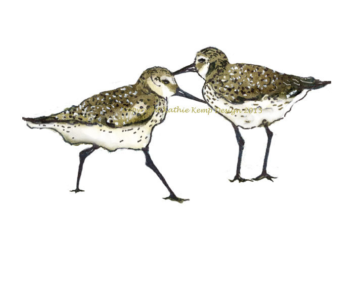 720x575 Sandpipers Beach Shore Birds Pen And Ink Drawing Watercolor