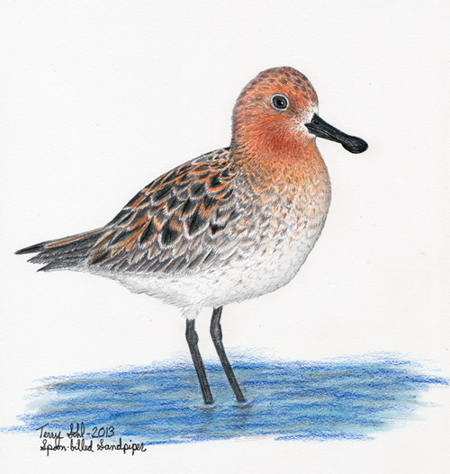 500x527 Spoon Billed Sandpiper