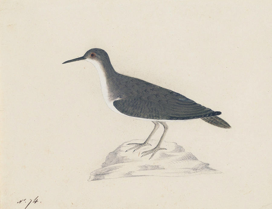 900x694 Spotted Sandpiper Drawing By John James Audubon