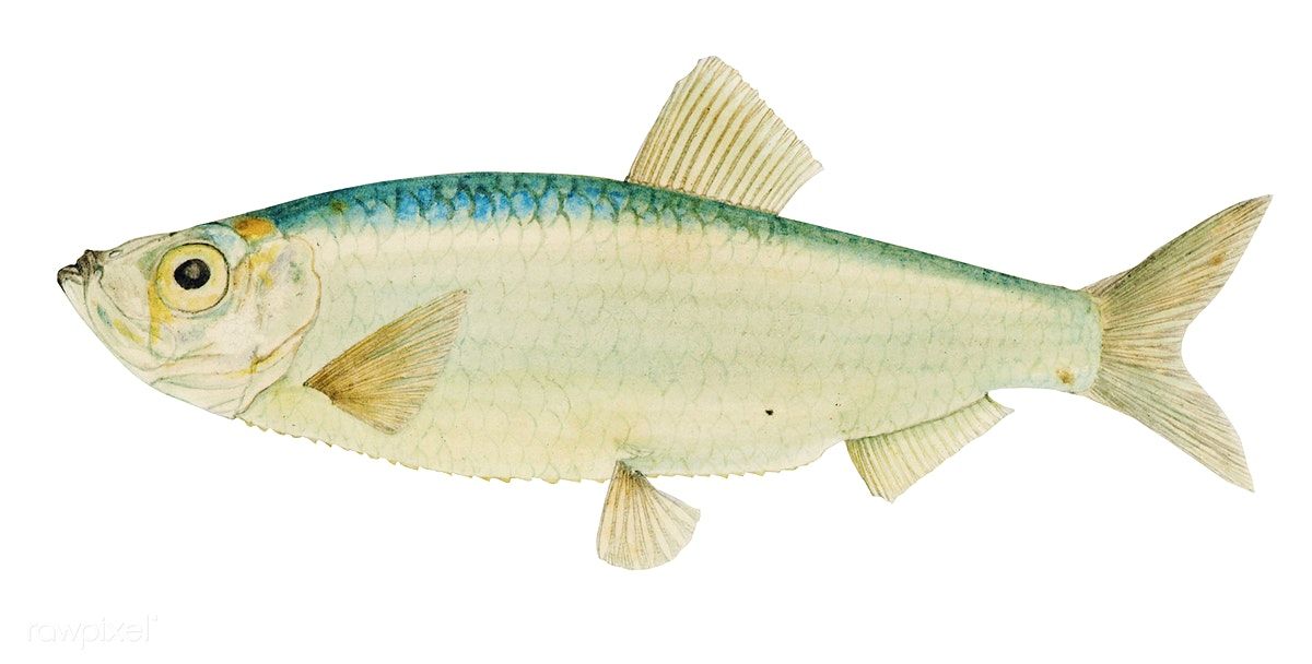 1200x608 Public Domain Drawing Of Antique Fish Sardine Drawn By Fe