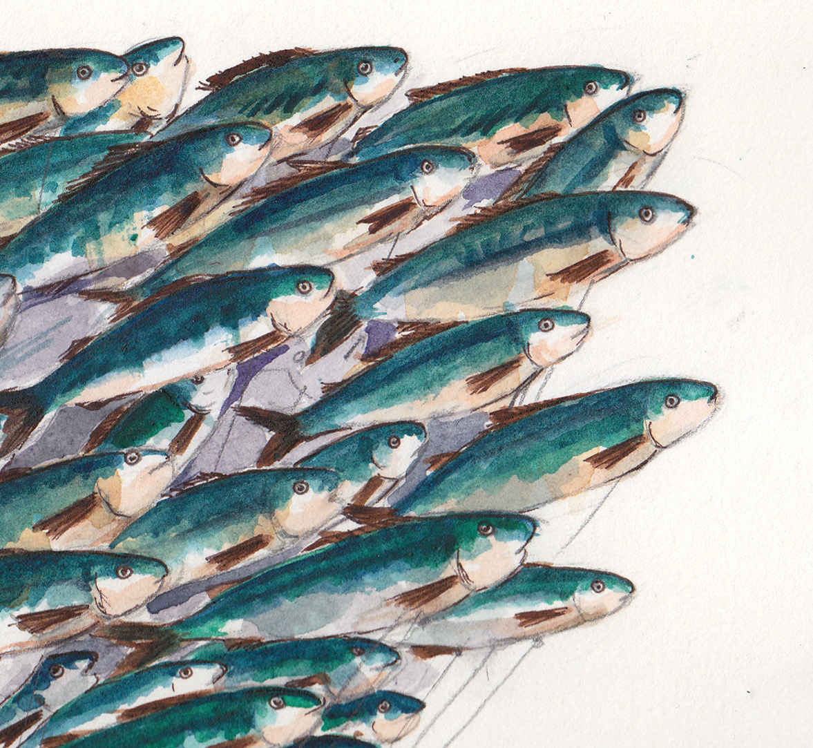 1177x1083 Sardine Balloons P E C U L I A R P I C K L E P R E S S