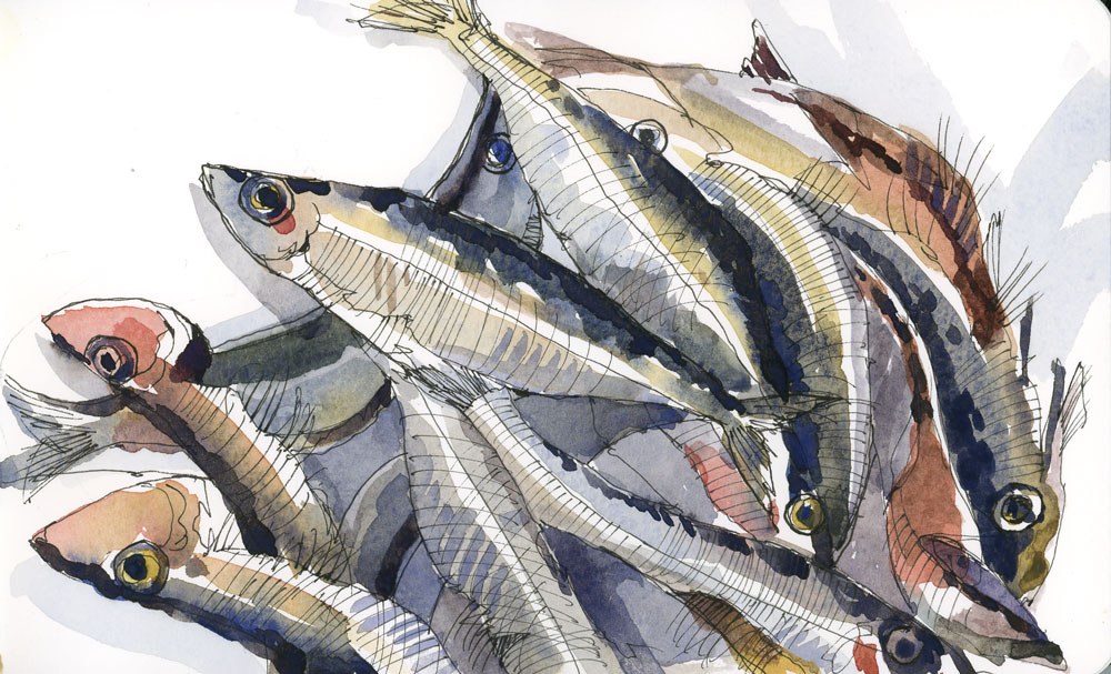 1000x607 Sardine Drawing