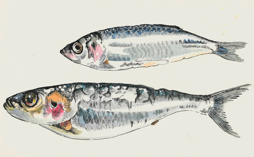 512x316 Sketchpot Playing With My Food