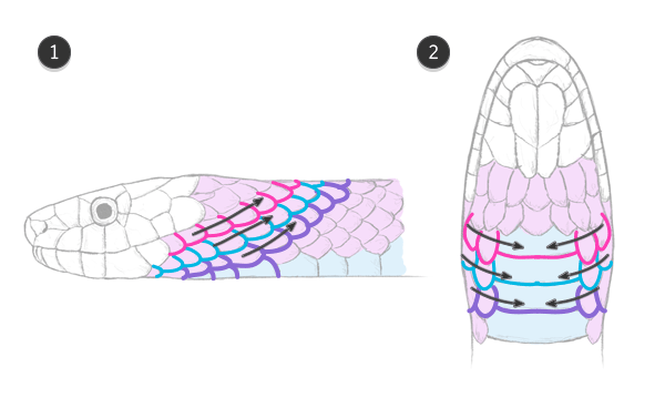 600x368 Draw Snake Skin