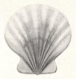 250x260 Draw A Scallop Shell In Six Steps Carol's Drawing Blog