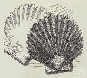 300x267 Scallop Shell Drawings Fine Art America