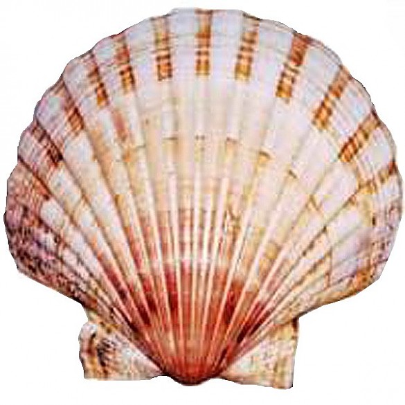 585x585 Scallop Shell, Symbol Of St James Die Welt Der Habsburger