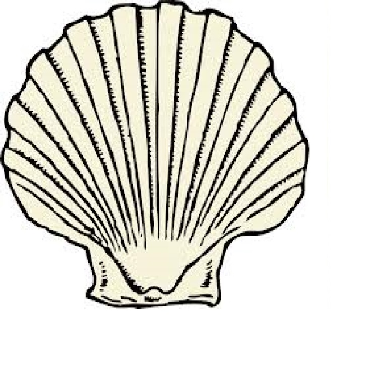 Scallop Shell Drawing at GetDrawings | Free download