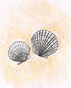243x300 Scallop Shell Drawings Fine Art America