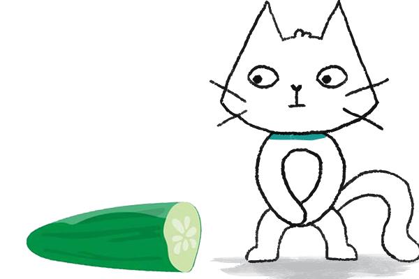 600x400 Why Are Cats Scared Of Cucumbers Fidobiotics
