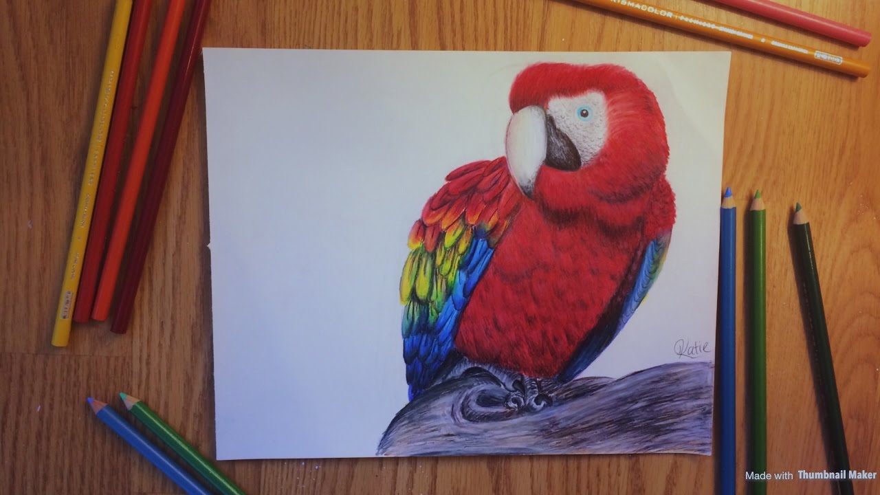 1280x720 Drawing A Scarlet Macaw