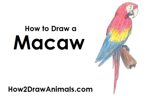 500x315 How To Draw A Scarlet Macaw