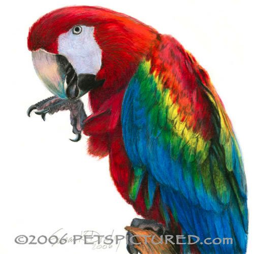 500x500 Scarlet Macaw