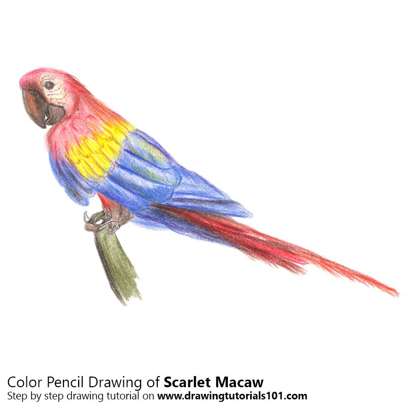 800x800 Scarlet Macaw Colored Pencils