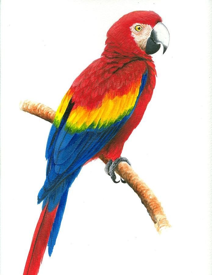 695x900 Scarlet Macaw Painting By Christopher Cox Birds