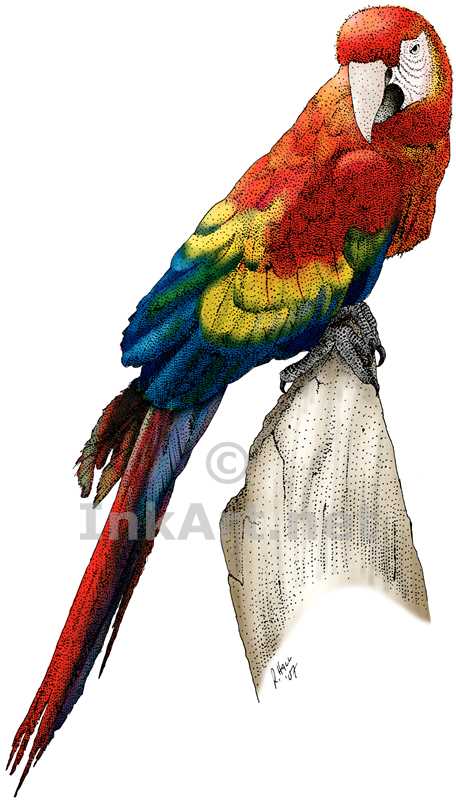 456x800 Scarlet Macaw Stock Art Illustration