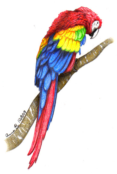 387x574 Scarlet Macaw By Music Raven