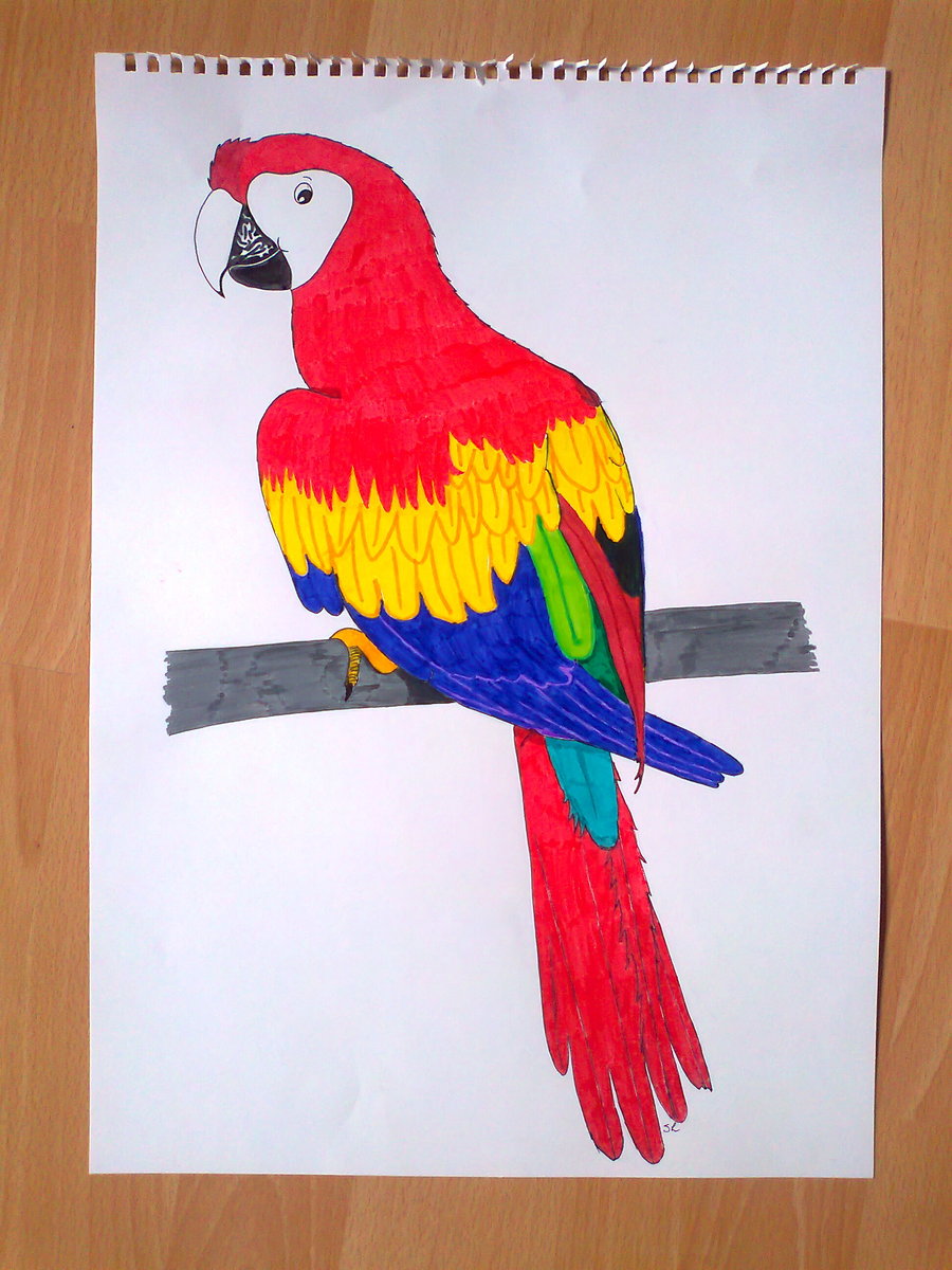 Scarlet Macaw Drawing at GetDrawings | Free download