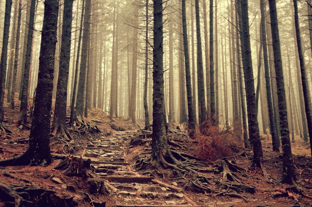 626x416 Scary Tree Vectors, Photos And Psd Files Free Download