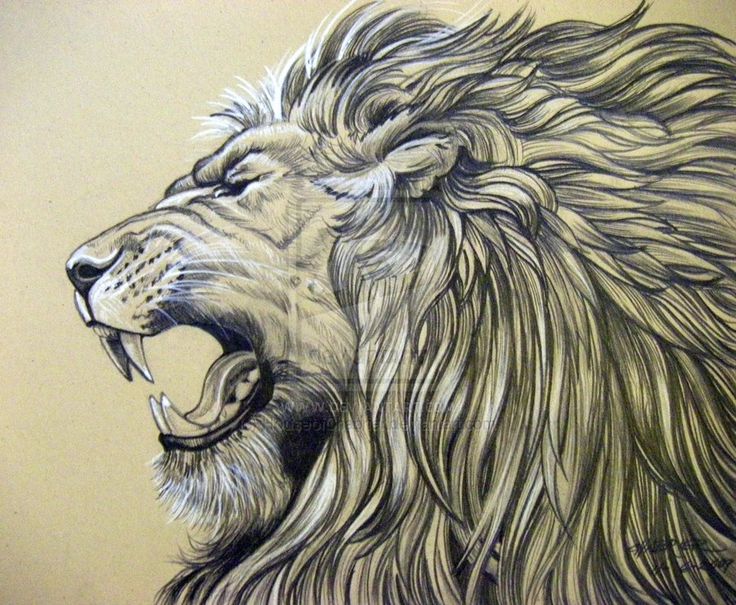 736x605 43 Best Lion Research Project Images On Draw Animals