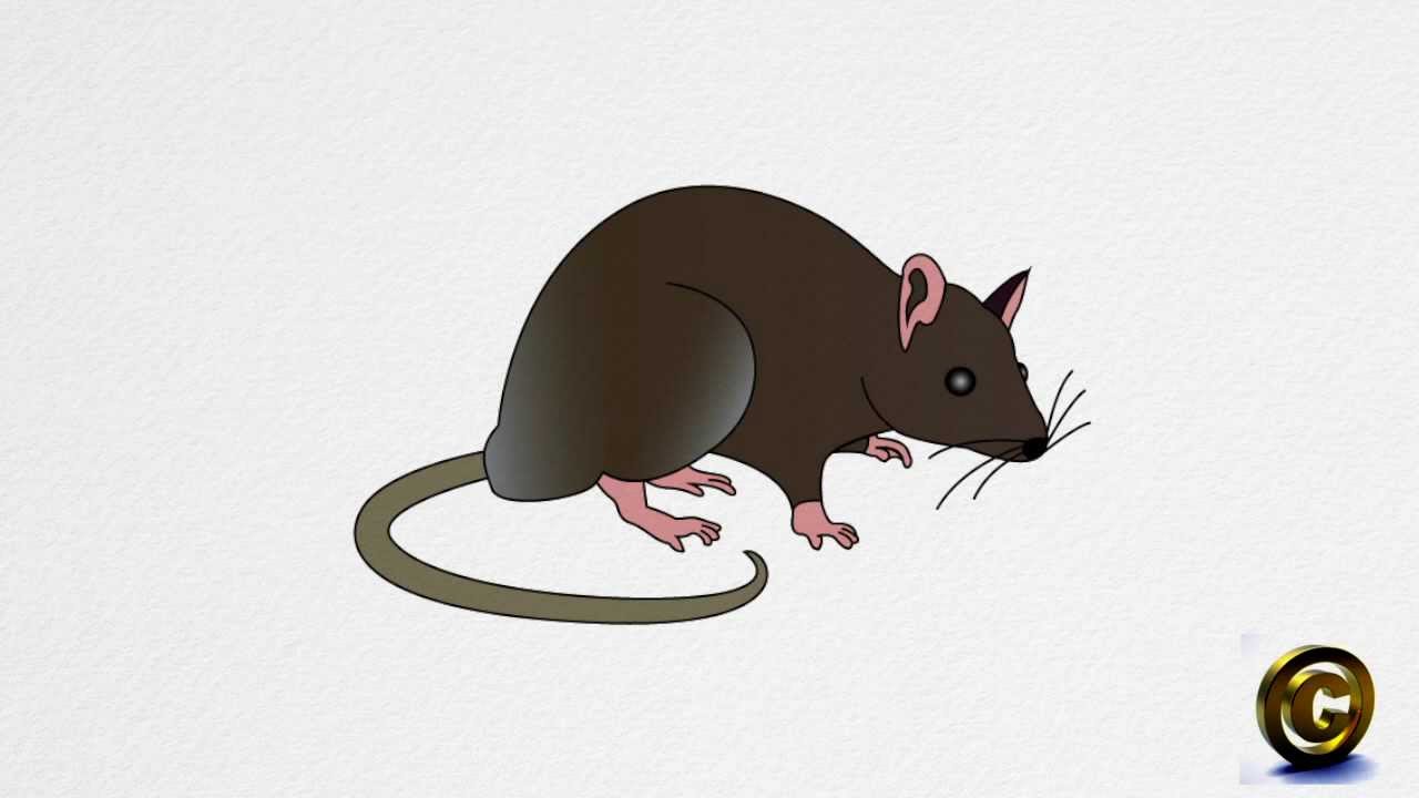 1280x720 How To Draw A Rat Step By Step