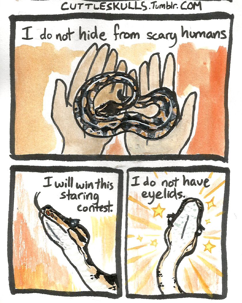 840x1050 Python Comic Tumblr Ball Pythons Noodle Puppers