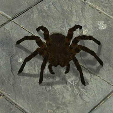 384x384 Pictures Scary Spider,