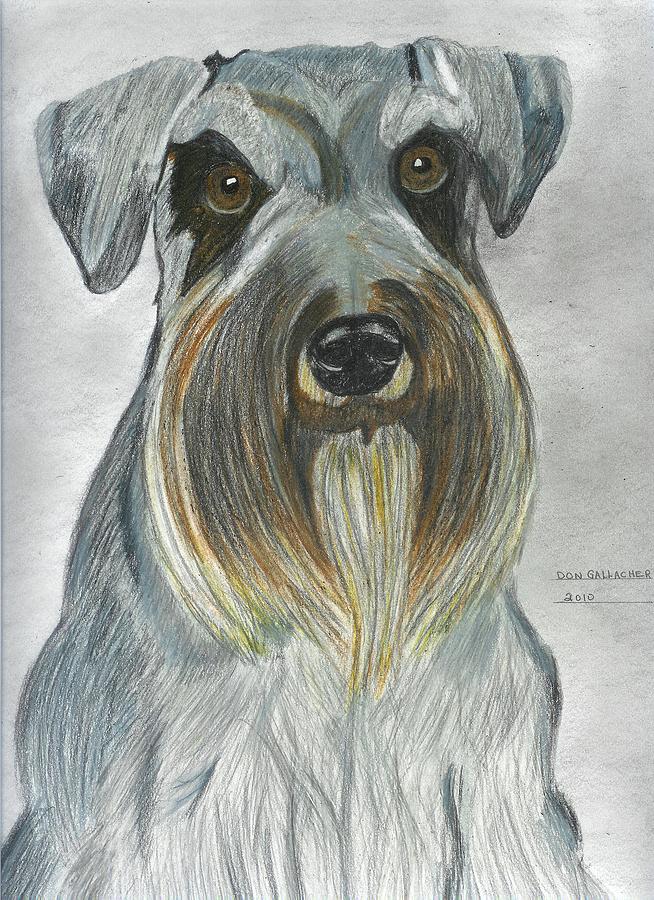 654x900 Miniature Schnauzer Drawing By Don Gallacher