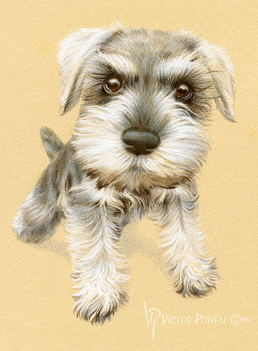 368x500 Miniature Schnauzer Puppy Portrait Drawing By Victor Powell