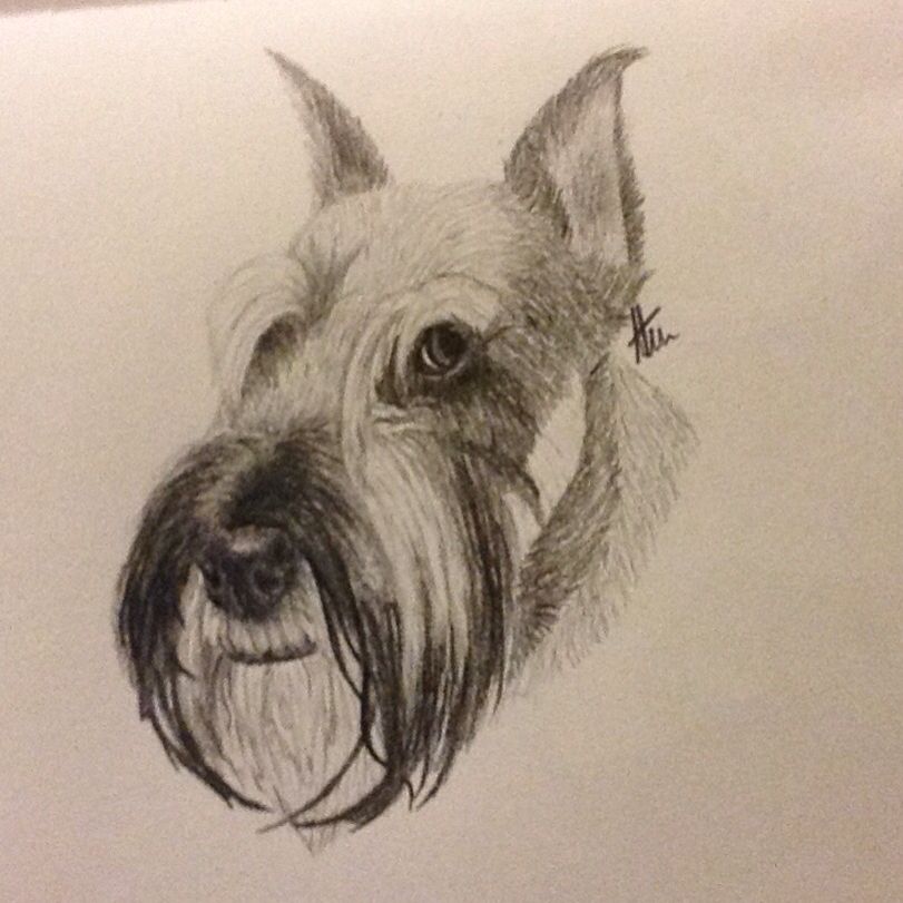 Schnauzer Drawing at GetDrawings | Free download