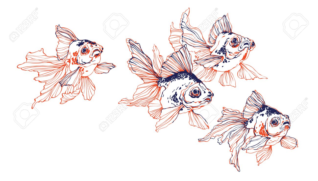 1300x741 School Of Chinese Transparent Golden Fish On White Background