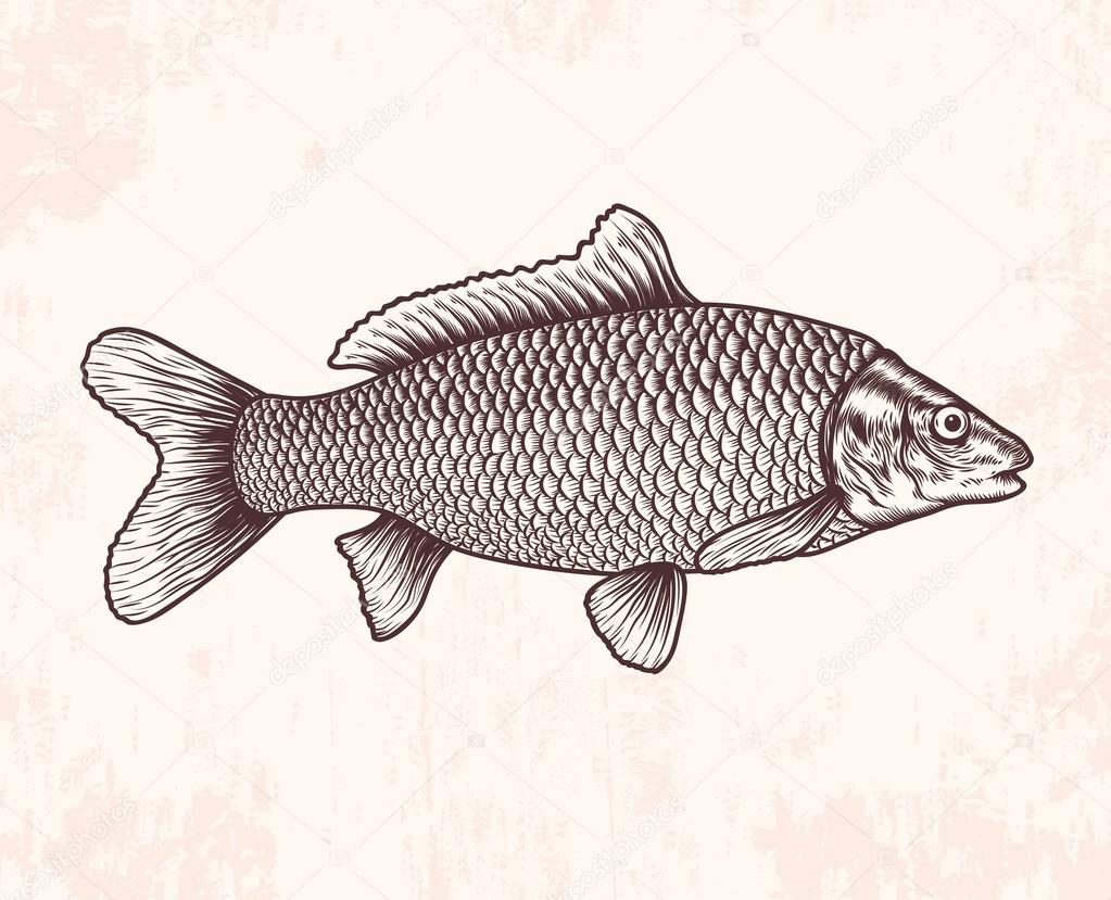 1023x829 Old School Fish Drawing Stock Vector Camillacasablanca