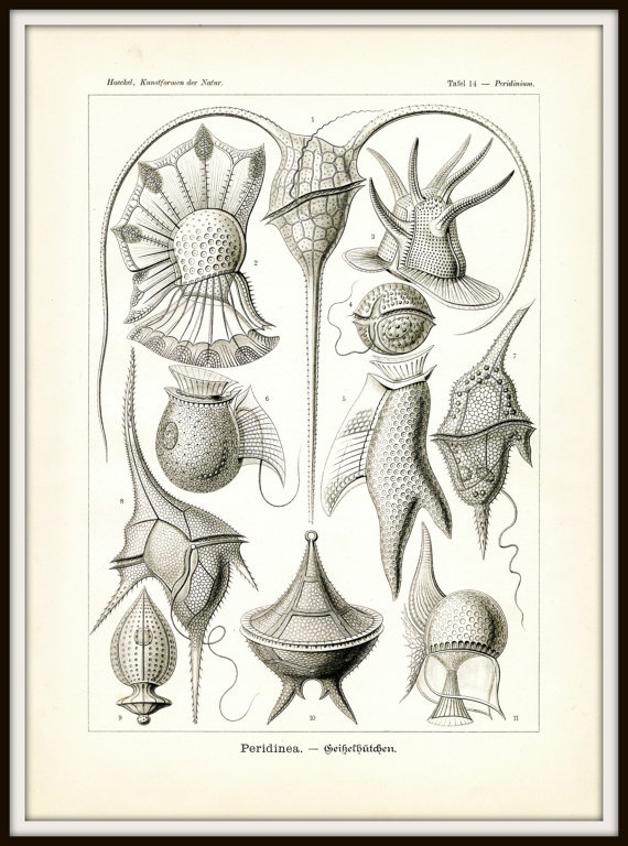 570x768 Plankton Drawing Marine Science Marine Plankton Drawing