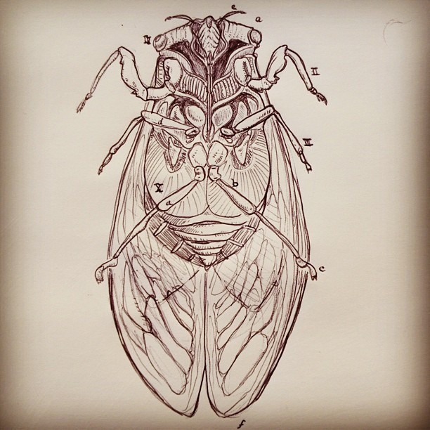 612x612 Cicada Scientific Diagram By Andrewmundy