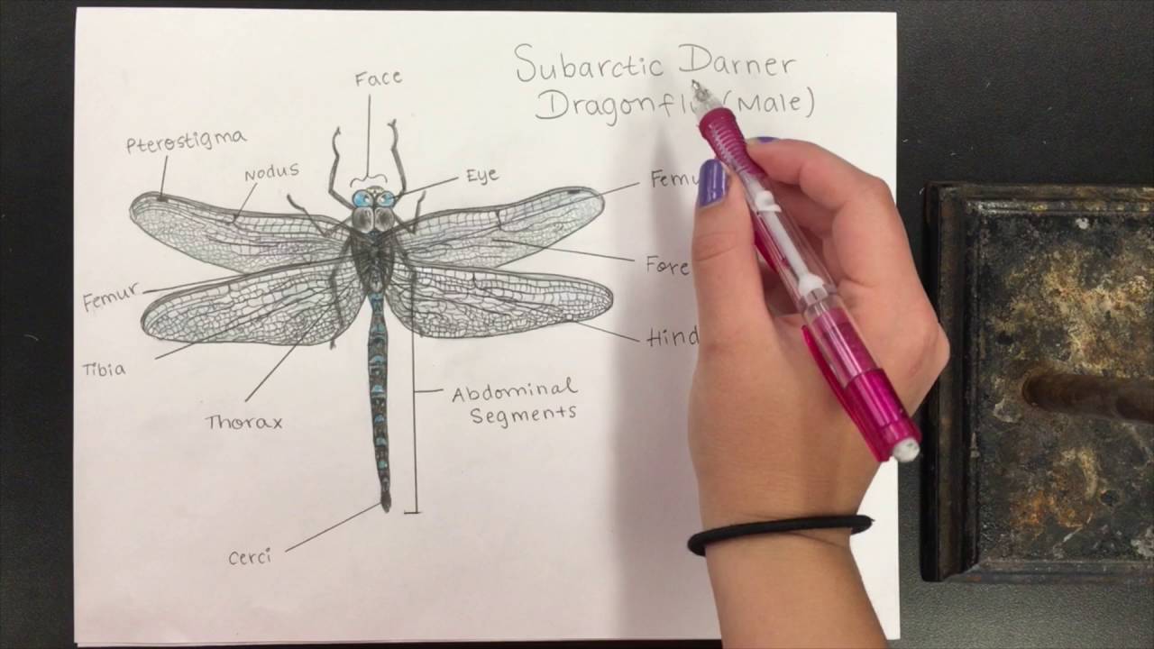 1280x720 How To Do A Scientific Drawing