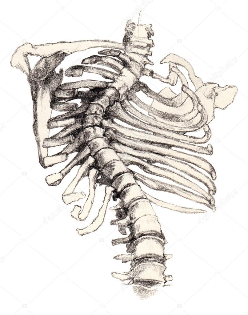 806x1023 Scoliosis Of The Spine Stock Photo Grawuar