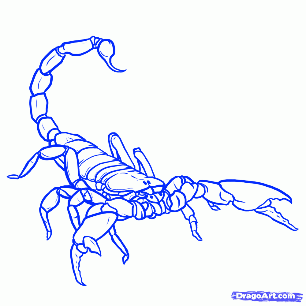 1000x1000 Scorpion Line Drawing