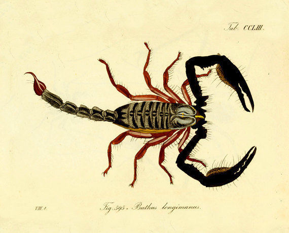 570x459 Scorpion Print Victorian Art Scorpion Art Arachnid Art