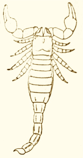 272x518 Vintage 1910 Scorpion Drawing