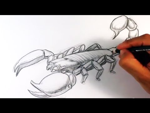 480x360 How To Draw A Scorpion
